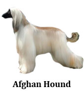 afghan_hound