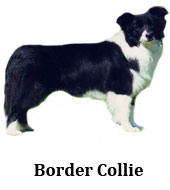 border_colie