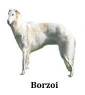 borzoi