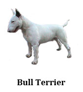 bull_terrier