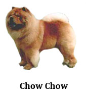 chow_chow