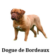 dogue_de_bordeuax