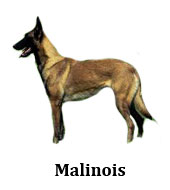 malinois