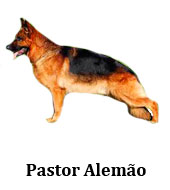 pastor_alemao