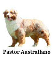 pastor_australiano