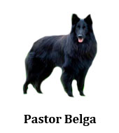 pastor_belga