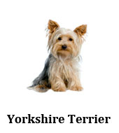 yorkshire_terrier