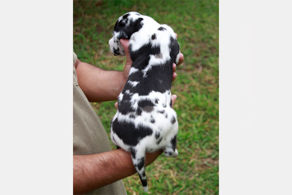 Dogue Alemão fêmea arlequim Canil Gigantes da Pedreira - Loja de