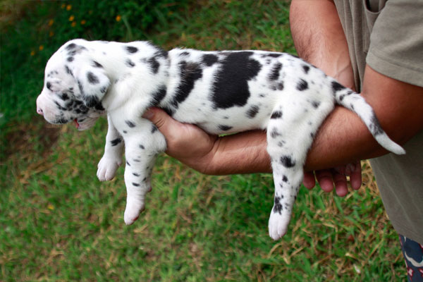 Canil Gigantes do Moenda Dogue Alemão