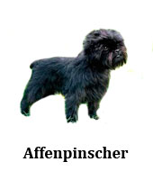 affenpinscher