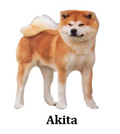 akita_inu