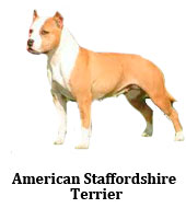 american_staffordshire_terrier