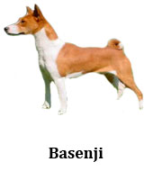 basenji