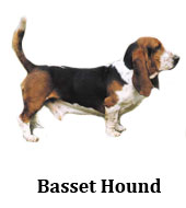 basset_hound