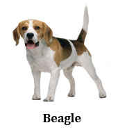 beagle