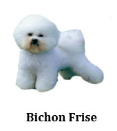 bichon_frise