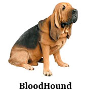 bloodhound