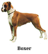 boxer