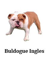 bulldog_ingles