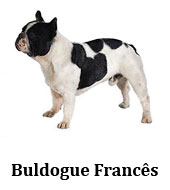 bulldog_frances