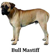 bullmastiff