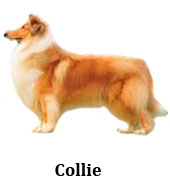 collie_pelo_longo