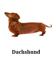 dachshund