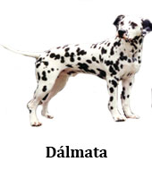 dalmata