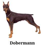 dobermann