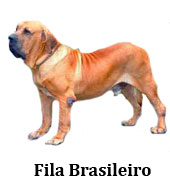 fila brasileiro