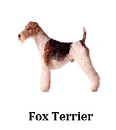 fox_terrier_pelo_liso