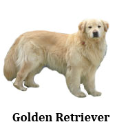 golden_retriever