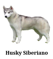 husky_siberiano