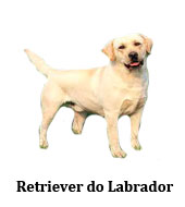 retriever_do_labrador