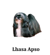 lhasa_apso