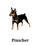 pinscher_miniatura