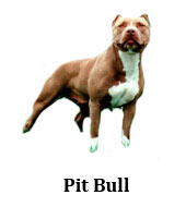 pit bull