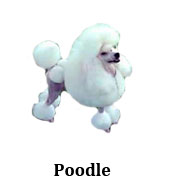 poodle