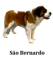 sao bernardo