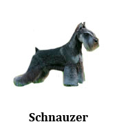 schnauzer