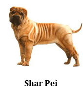 sharpei