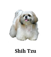 shihtzu