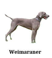 weimaraner